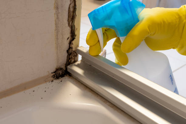Best Residential Mold Remediation in Cloverdale, VA