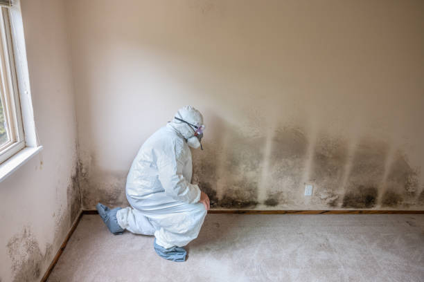 Best HVAC Mold Remediation in Cloverdale, VA